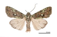 藏品(異鄉類錦夜蛾)的圖片